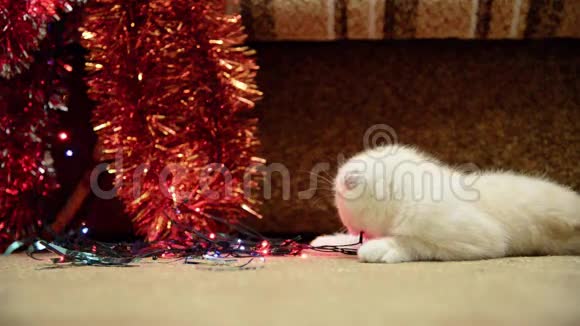 小猫在圣诞灯和面包上撒谎视频的预览图