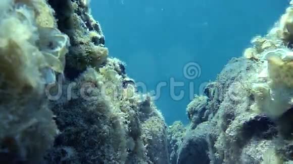 蓝色海底的珊瑚礁视频的预览图