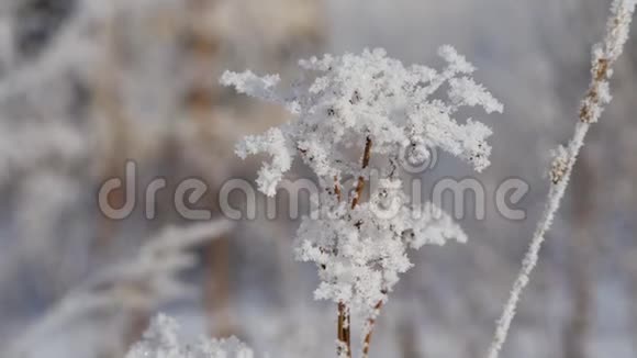 冬天干草枝上的雪花视频的预览图