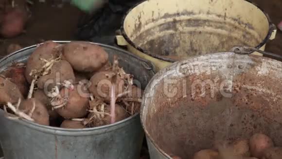 用桶装芽的马铃薯种子手工分拣视大小而定视频的预览图