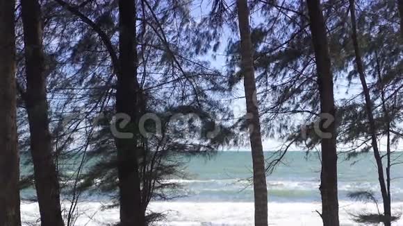 夏天倾斜在海滩和大海上拍摄松树视频的预览图