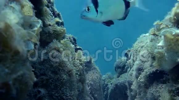 蓝色海底的珊瑚礁视频的预览图