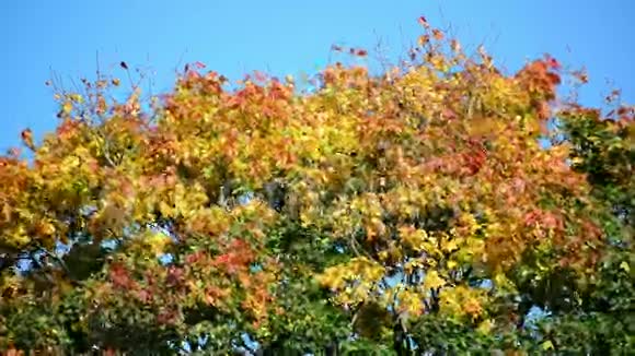 枫树的顶端有橙色的叶子在风中摇曳视频的预览图