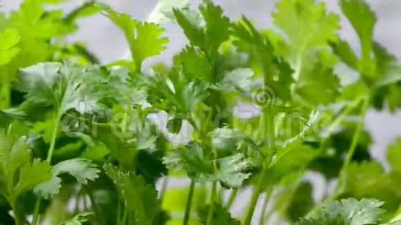 鲜草本植物和种子放在餐桌上视频的预览图