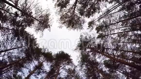 仰望蓝天被森林树塔所包围树木的边缘天空美丽的松底景色分支视频的预览图