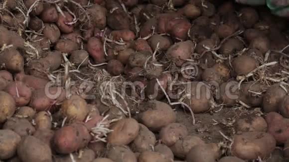 人工分种马铃薯芽苗菜视频的预览图