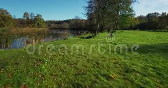 神圣的立陶宛阳光明媚的秋日天鹅和鸭子在湖面上平稳飞行上平稳飞行视频的预览图