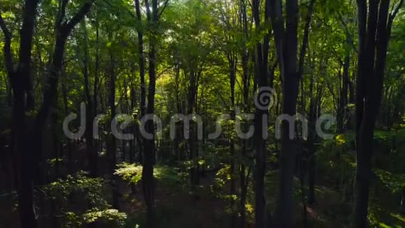 山上秋林树的航拍视频大自然绿木阳光背景视频的预览图