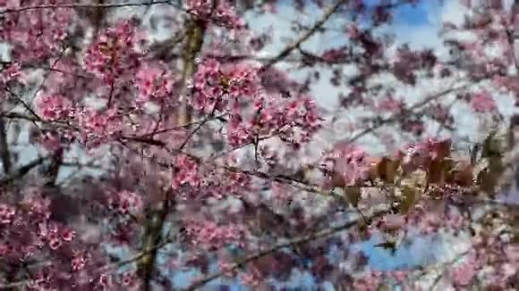 野樱花视频的预览图
