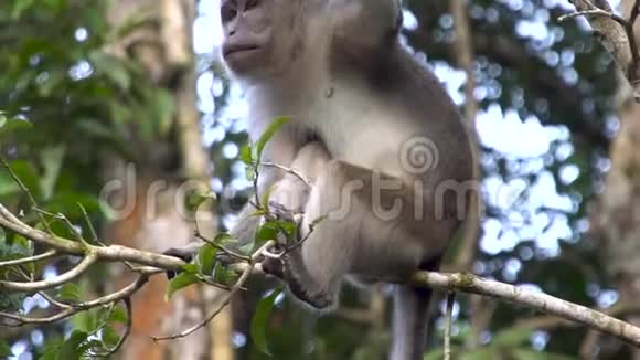 树枝上的长钉猕猴视频的预览图