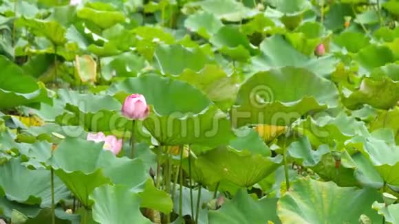 台北植物园自然优雅的粉红色莲花视频的预览图