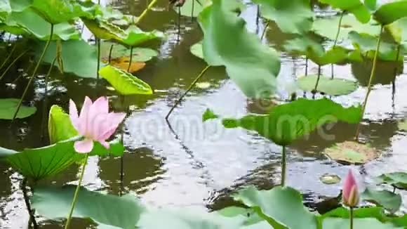 台北植物园自然优雅的粉红色莲花视频的预览图