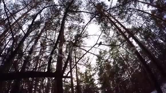 仰望蓝天被森林树塔所包围树木的边缘天空美丽的松底景色分支视频的预览图