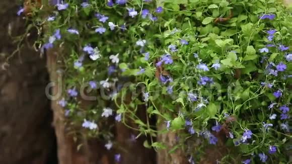 半边莲美丽的蓝色花朵视频的预览图