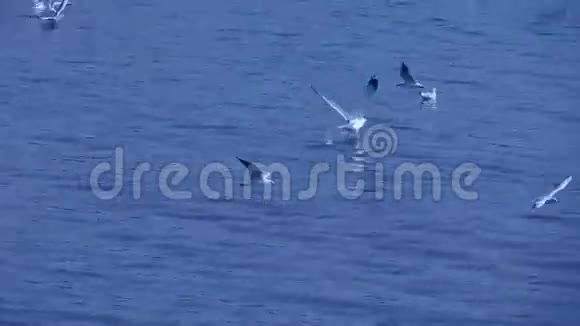 捕捉一只海鸥飞向羊群许多海鸥在海边飞翔视频的预览图