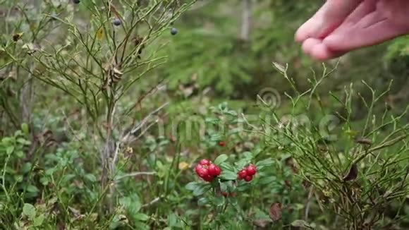 在森林里采摘浆果芬兰视频的预览图