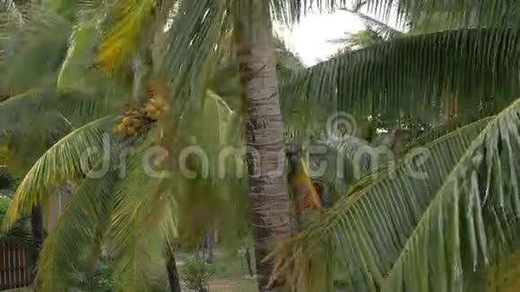 在椰子树上的一束带着巨大叶子的黄绿色椰子中观看视频的预览图