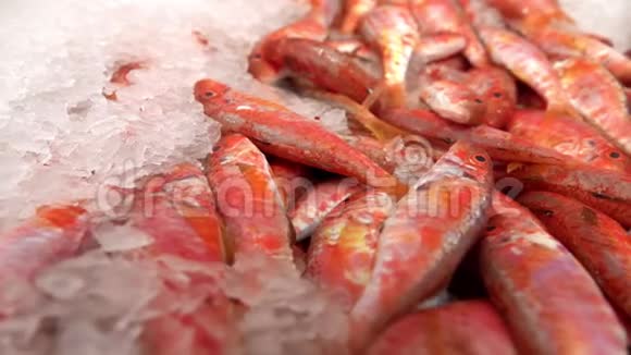 鱼店里的冰面鱼视频的预览图