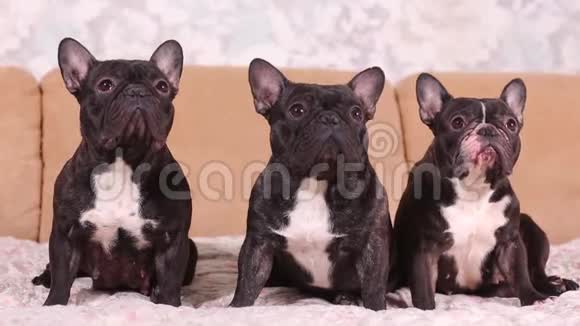 三只可爱的法国斗牛犬向一个方向看的肖像视频的预览图