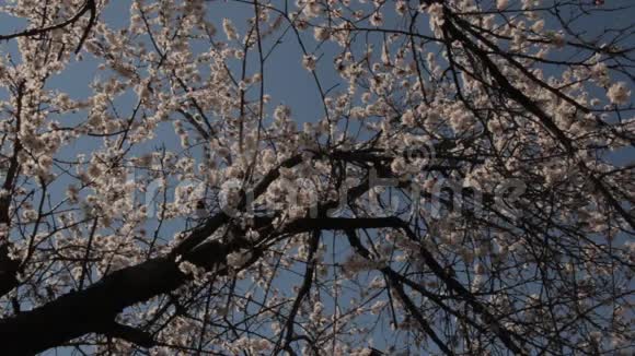 杏树花香鸟语的复古景色视频的预览图