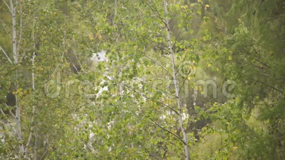 透过明亮的绿色桦树叶可以看到在潺潺的水面上玩阳光视频的预览图