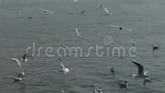 游客在码头上喂食飞翔的海鸥游艇船和船只停靠在码头港口视频的预览图