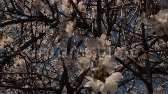 杏树花用相机举视频的预览图