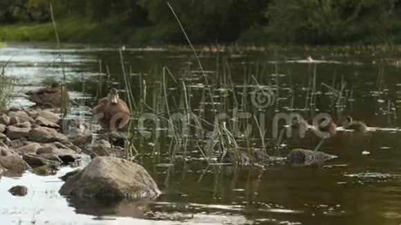 雌性野鸭和小鸭子在河里游泳鸭嘴兽视频的预览图