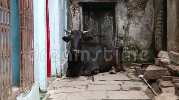 在瓦拉纳西的街道上躺着奶牛特写镜头视频的预览图