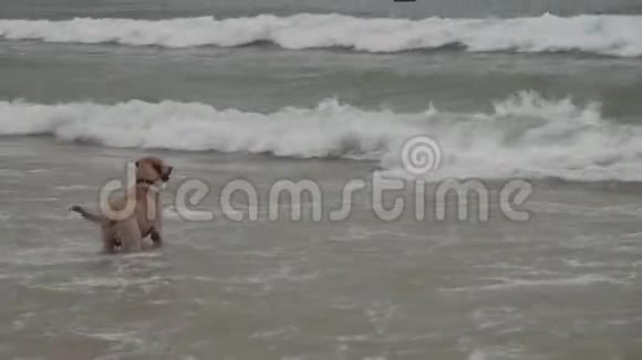 拉布拉多犬勇敢地沐浴在大海波涛中股票录像视频的预览图