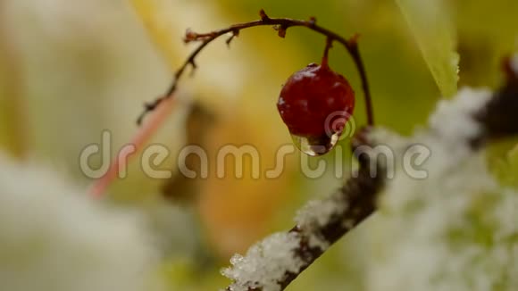 秋季单根红醋栗上的水滴雪宏视频的预览图