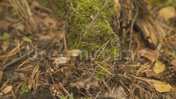 深绿色苔藓干叶和针叶红松菇其中视频的预览图