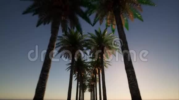 异国风光蓝色泻湖天堂绿色小巷棕榈在蓝色背景上的美丽风格夏日天堂视频的预览图