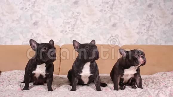 三只可爱的法国斗牛犬向一个方向看的肖像视频的预览图