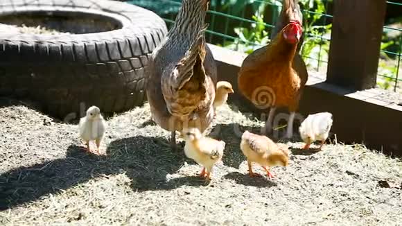 小鸡和小鸡一起散步视频的预览图
