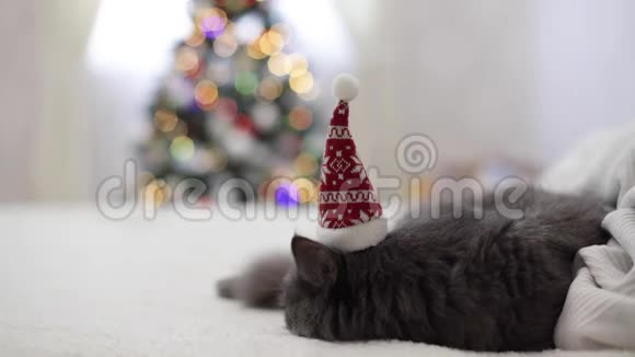 圣诞快乐一只灰色的滑稽猫躺在沙发上戴着圣诞老人的帽子背景是一棵装饰好的圣诞树视频的预览图