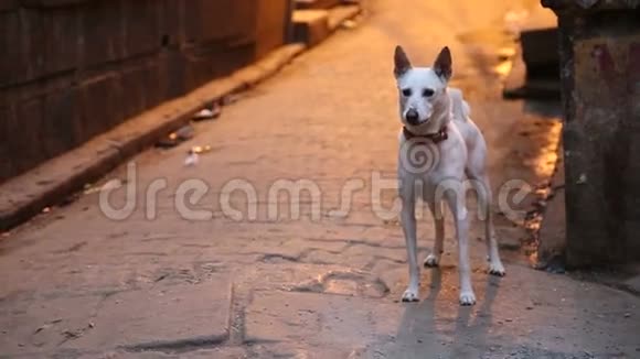 狗站在瓦拉纳西的一条街上在离开之前吠叫视频的预览图
