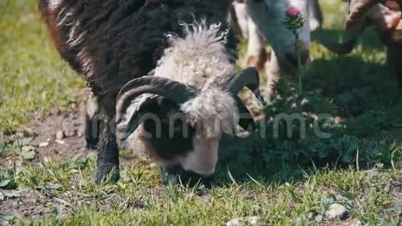 成群的羊在草地上吃草动物在野外行走慢动作视频的预览图