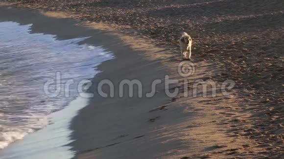 快乐的狗在海滨玩耍视频的预览图