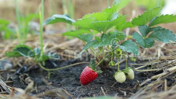 花园里的红色草莓视频的预览图