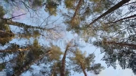 在冬天的森林里俯瞰高大的松树视频的预览图