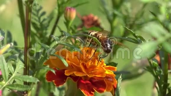 靠近一只蜜蜂采集的视频的预览图
