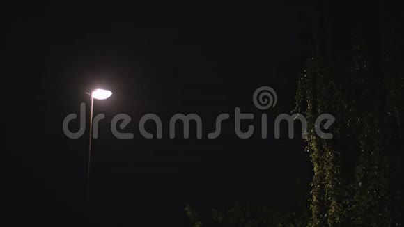 雨夜独立的灯柱和一棵湿树视频的预览图