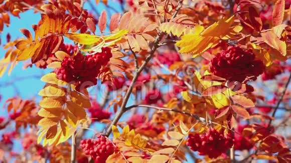 五彩缤纷的秋天背景视频的预览图