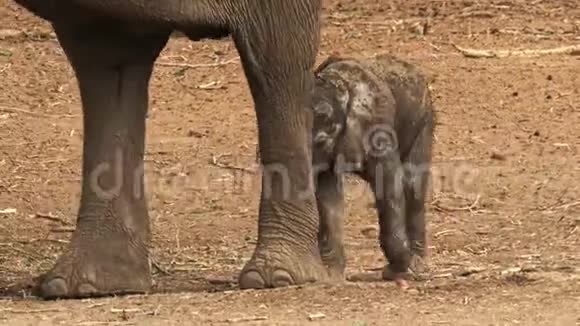 非洲灌木丛象非洲小象和它的母亲一起喝吸奶走路和吃树叶视频的预览图