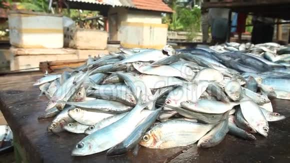 喜卡杜瓦斯里兰卡2014年2月Hikkaduwa市场的鱼观Hikkaduwa周日市场以其范围广泛而闻名视频的预览图