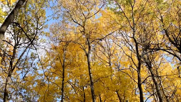 蓝天背景下美丽的秋天森林视频的预览图