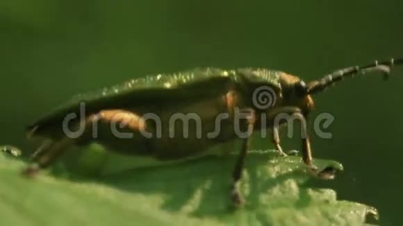 叶子上的绿色虫子宏观的视频的预览图