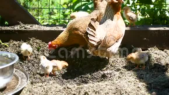 小鸡和小鸡一起散步视频的预览图