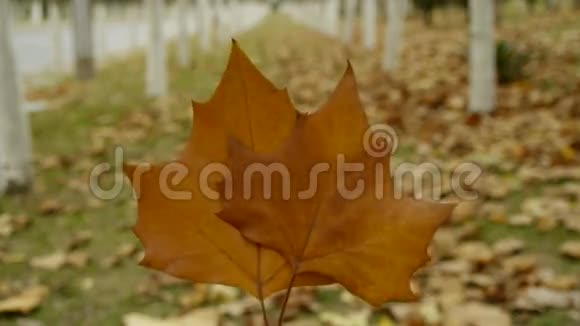 两片叶子在树林里在风中摇动森林作为背景视频的预览图